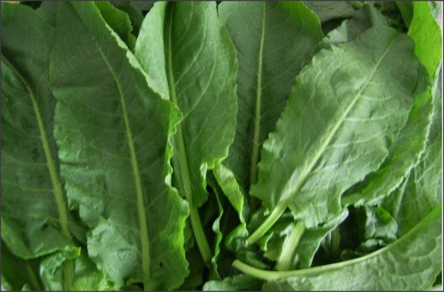 oferta unica 10grame seminte stevie gradina