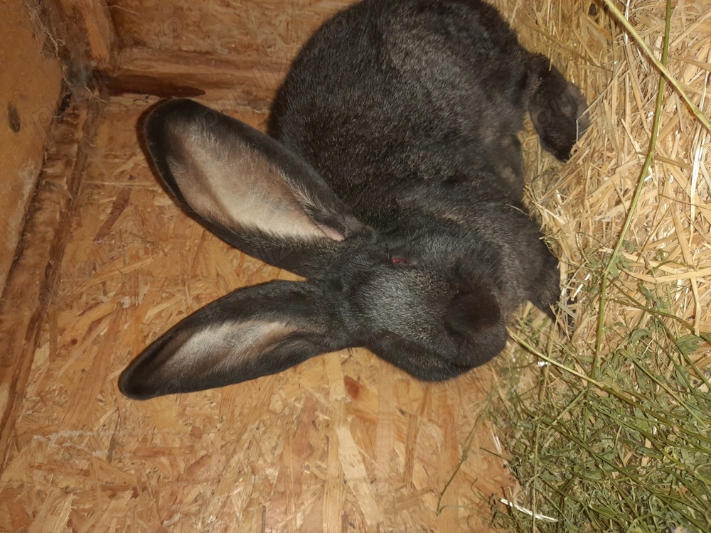 Uriaș german disponibili 