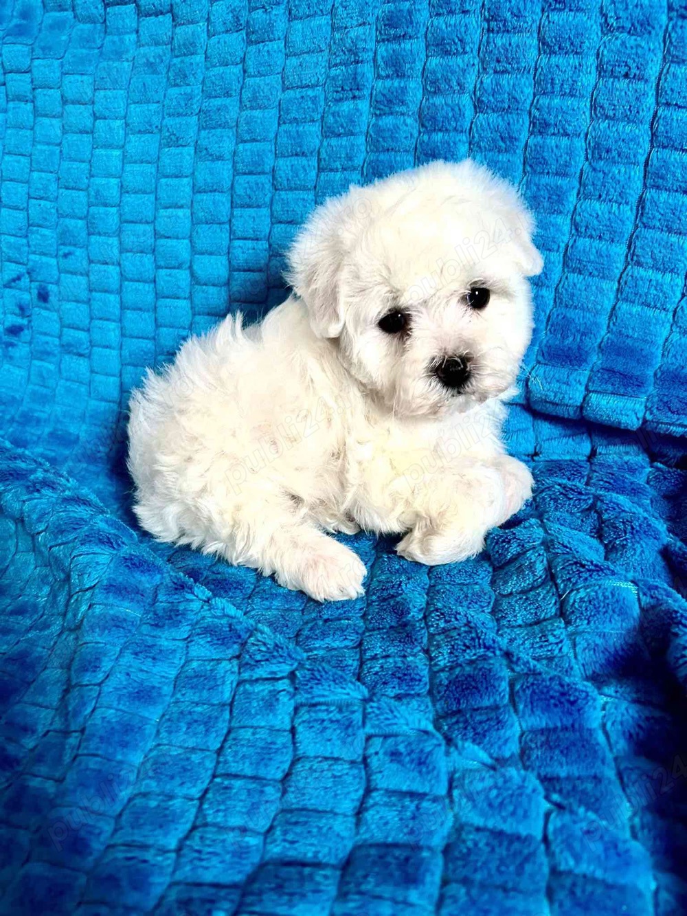 pui bichon  maltez albi 