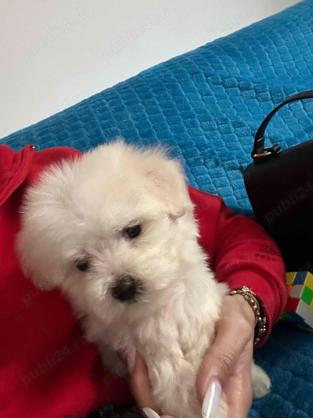 catelus bichon maltez 