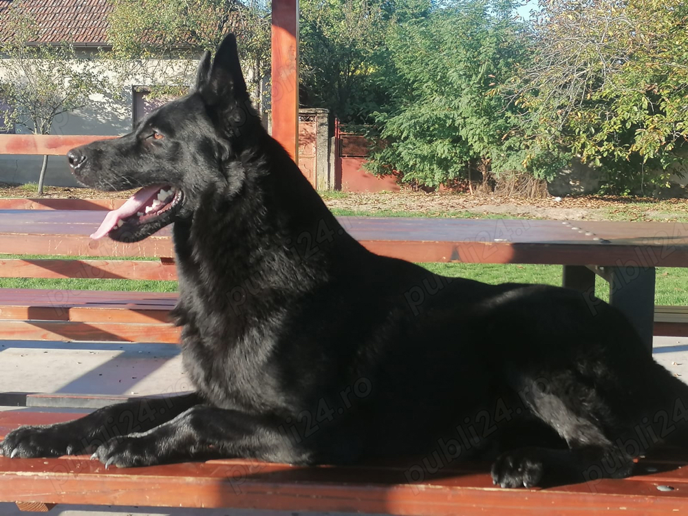 Ciobanesc german alsacian