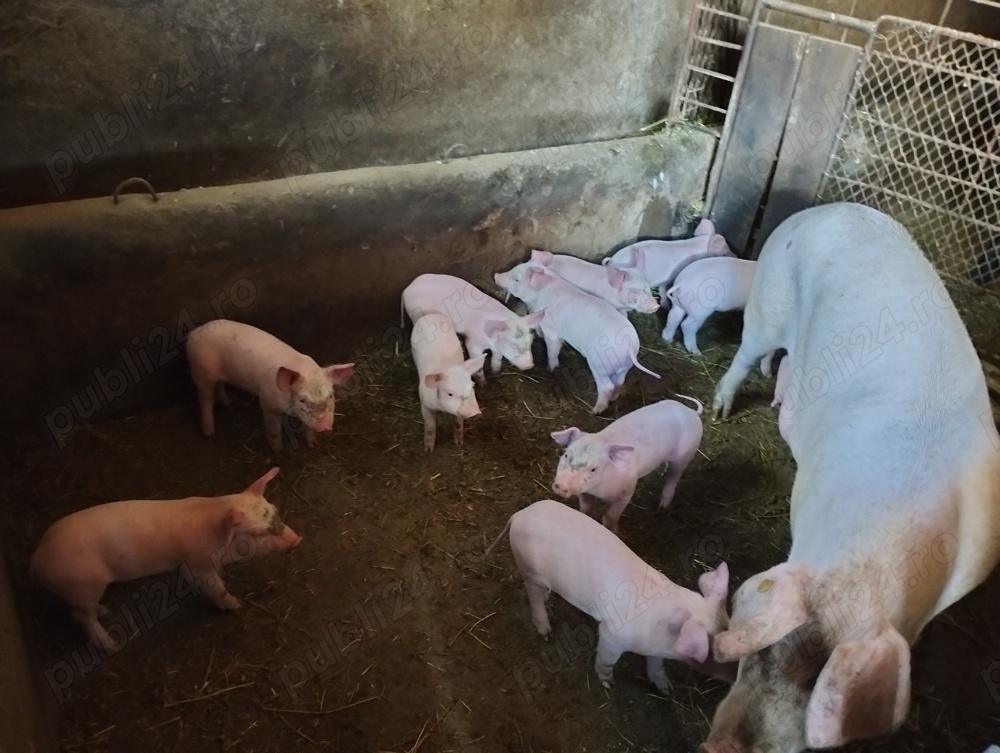 Purcei de vanzare Purcei de vanzare