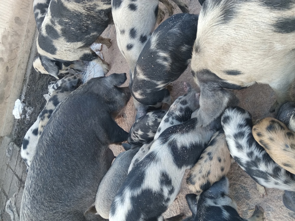 Vind purcei   si scrofite    gestsnte  rasa  de  carne  pietrean