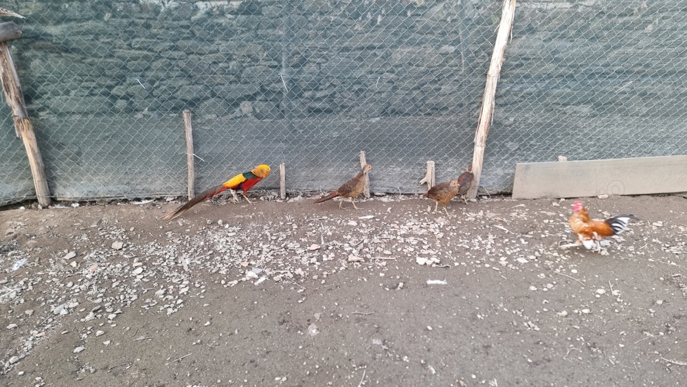 vând fazani auriu pe roșu vând fazani auriu pe roșu