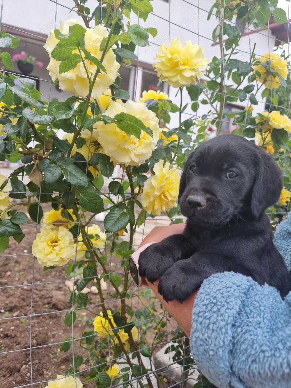 Labrador retriever negru  Labrador retriever negru