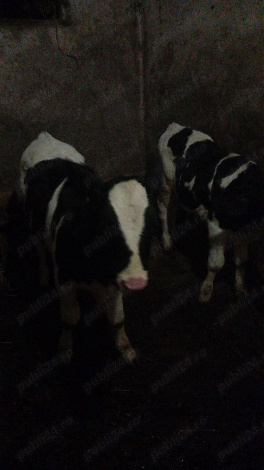 Vitele din monta artificiala 