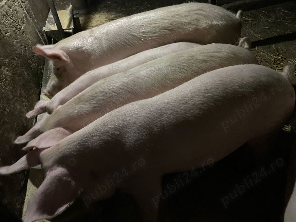 Porci de casa 30-150 kg Porci de casa 30-150 kg