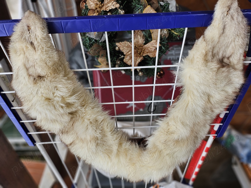 Guler blana vulpe argintie