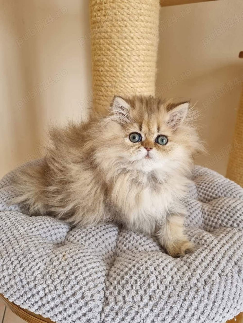 Persane chinchilla Persane chinchilla