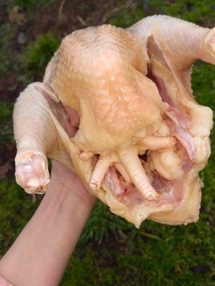 Vand păsări de curte Vand păsări de curte