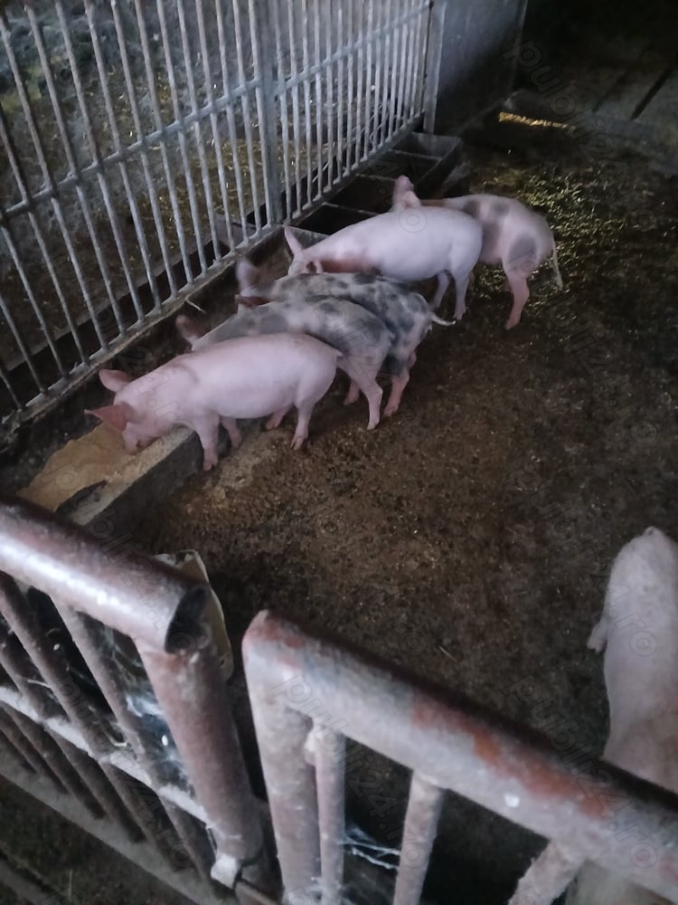 Vând purcei Vând purcei