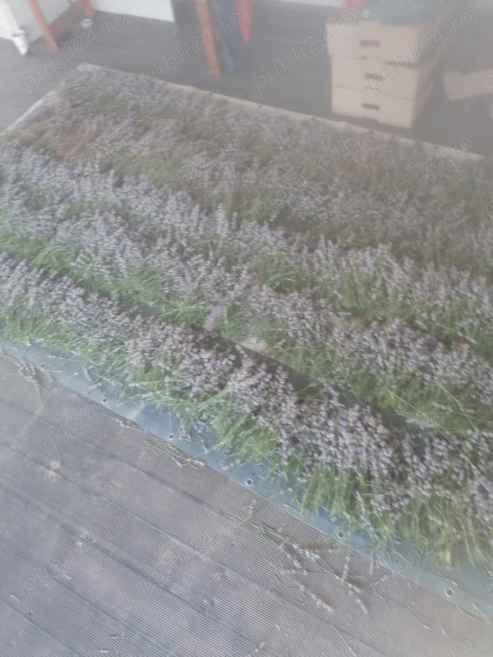 floare lavanda uscata si butași de lavanda