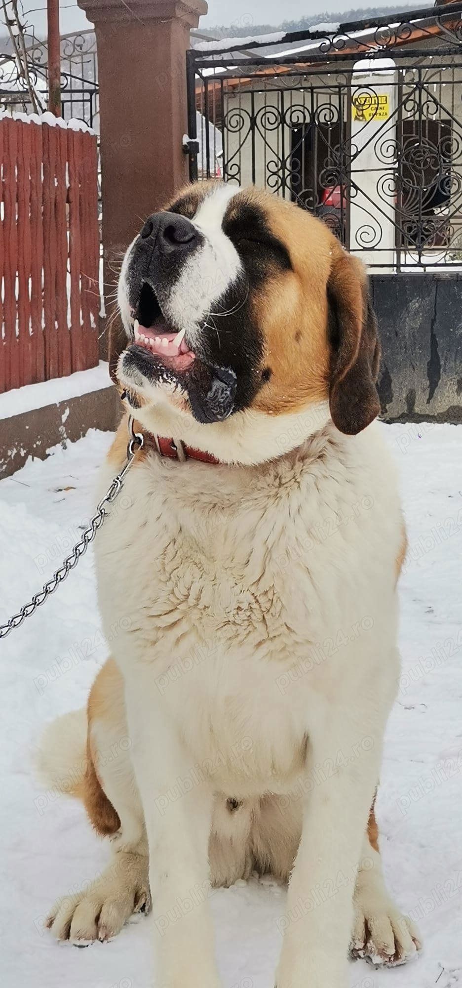 Saint Bernard mascul 3ani+ Saint Bernard mascul 3ani+