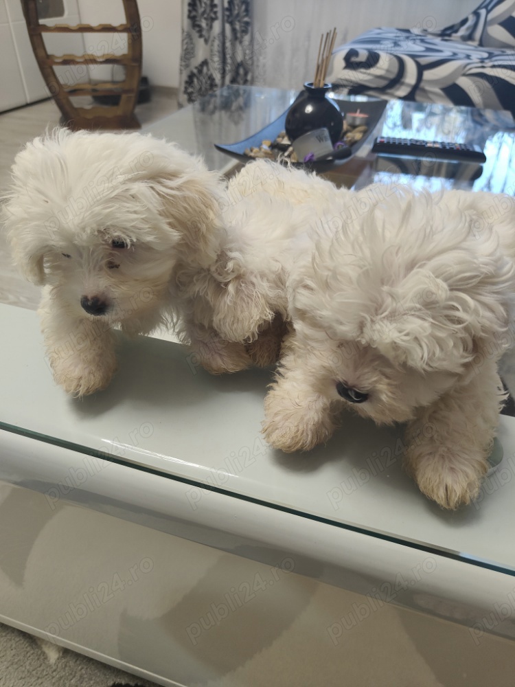 Caut căsuță drăguță 