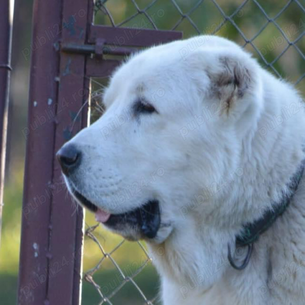 Mascul asia centrala pentru o cunoastere  Mascul asia centrala pentru o cunoastere