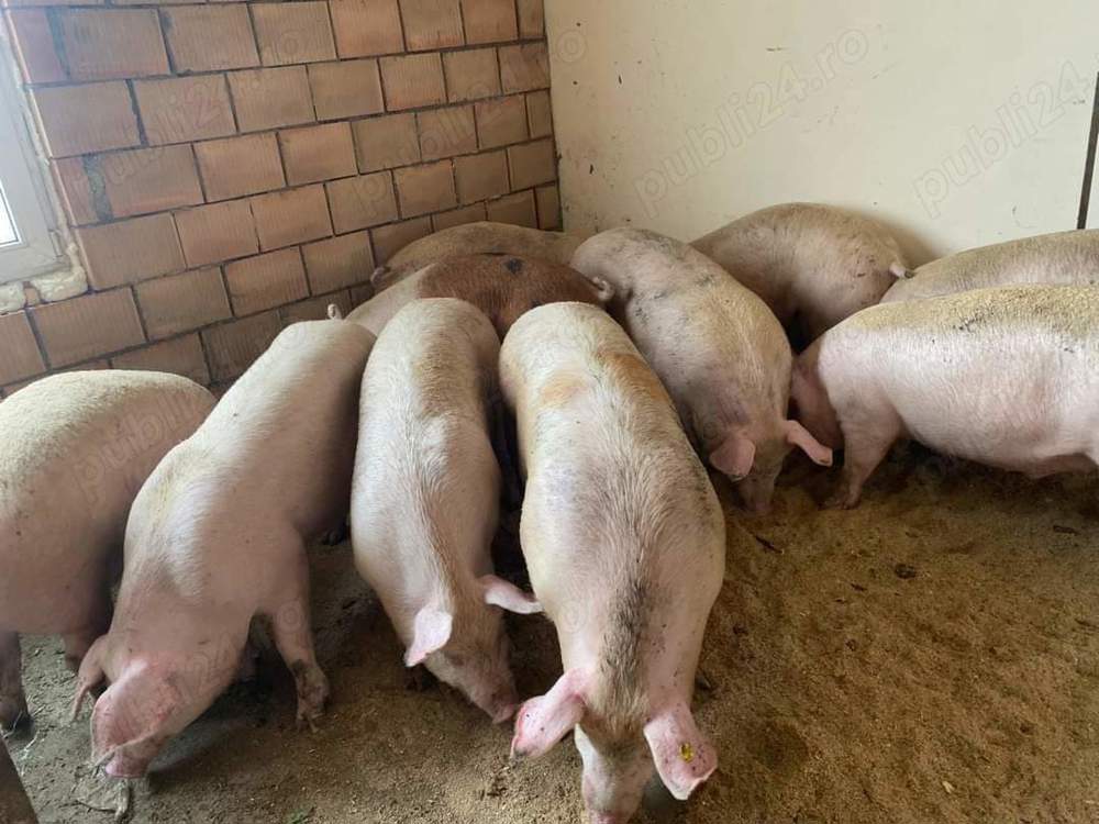 Porci  de carne crescuti cu porumb si uruiala