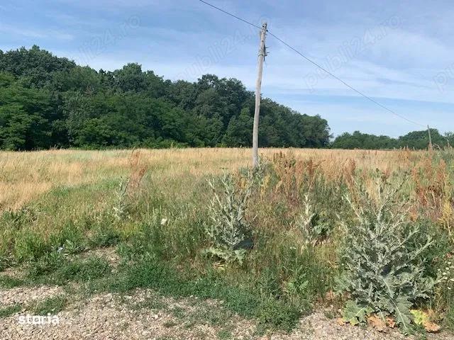 Proprietar vand teren langa Domnesti la Bucsani la padure