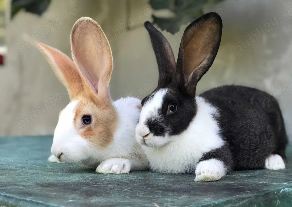 Iepuri hycole francez 