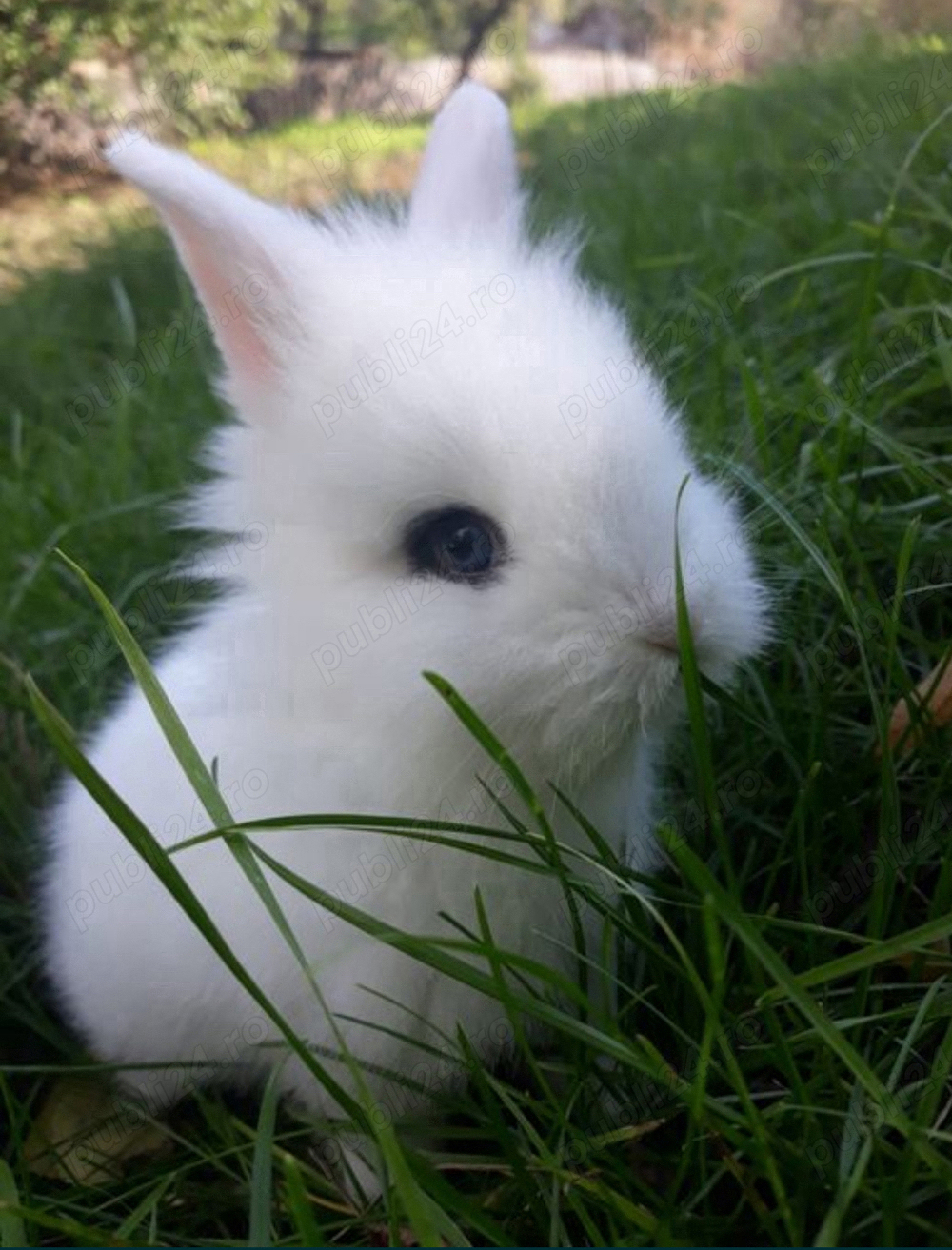 Iepuri pitici cap de leu