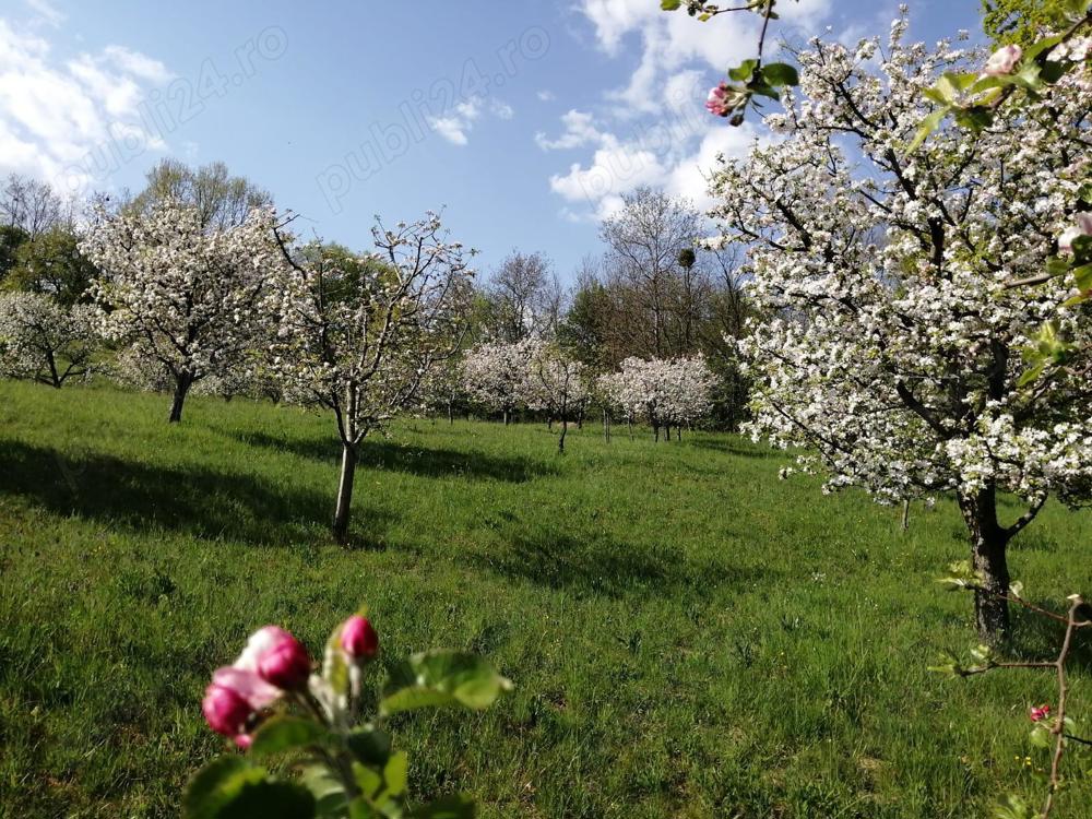 Vand livada Ocolis, 30 ARI,  PANORAMA SUPERBA!!!