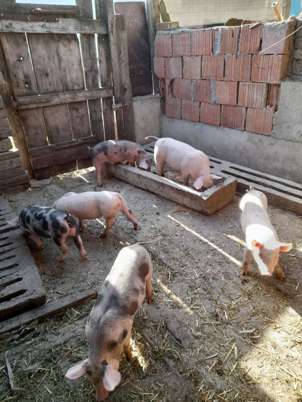 Vând purcei rasă petrean. Vând purcei rasă petrean.