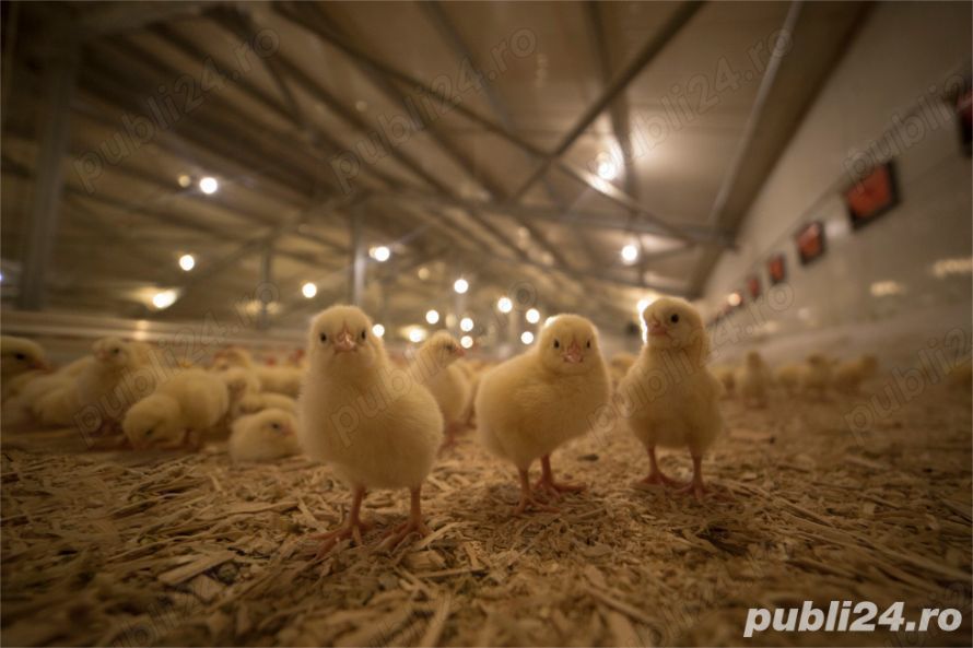 Crescător păsări pentru Cărpiniș