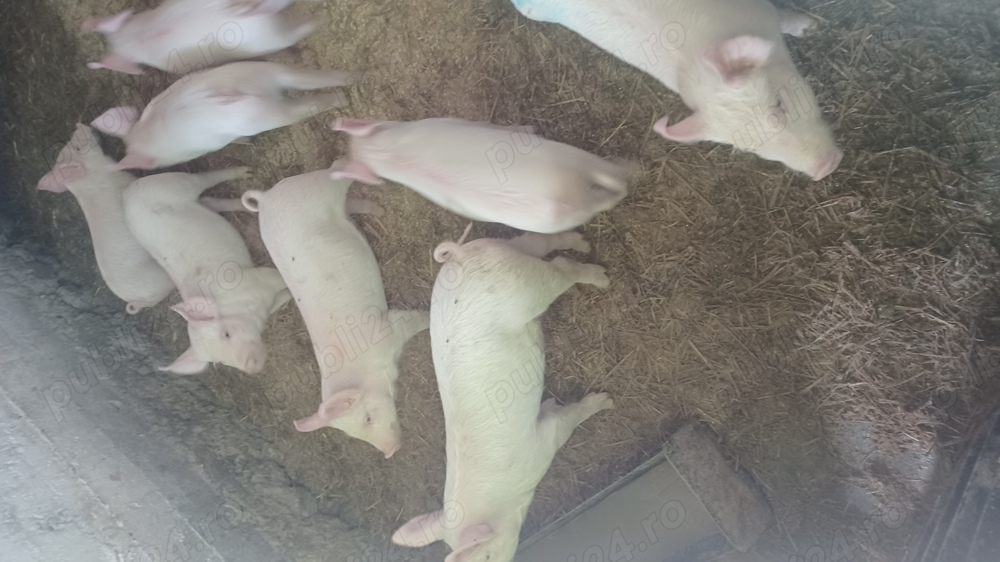 Vand 10 purceii rasa marele alb cu landras,purceii au 6 saptamanii