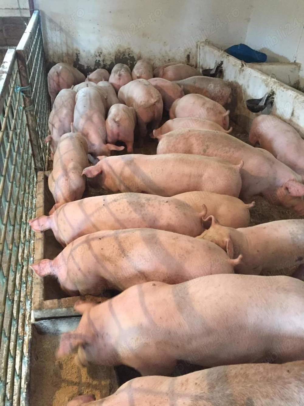 Vand porci purcei de carne 