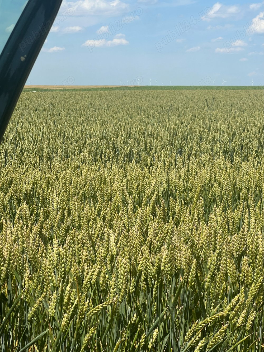 Negru Voda teren agricol