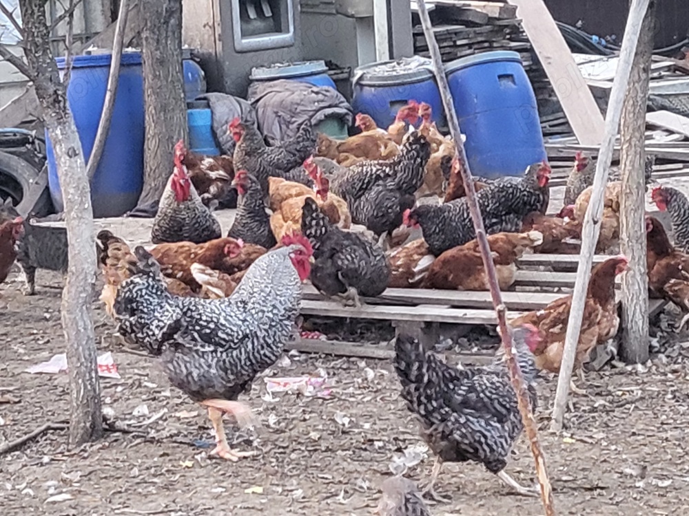 Gaini și gâște de vanzare