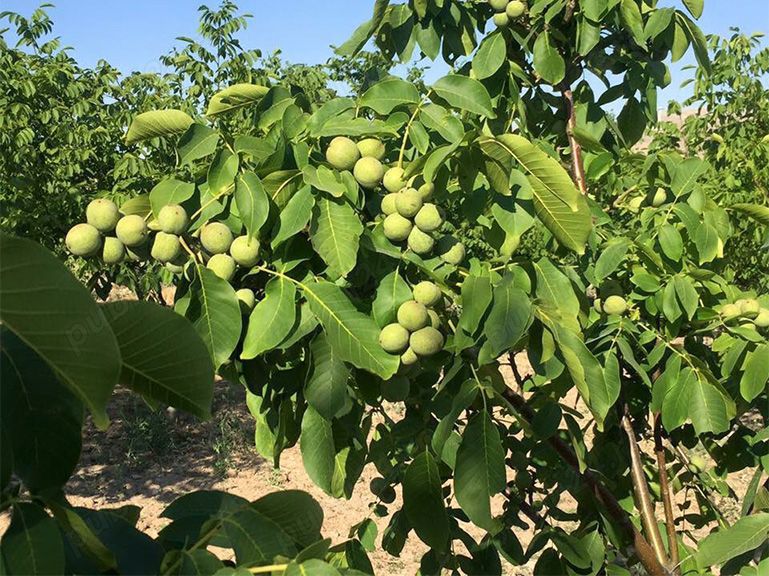 Nuc anul 2 3 4 5 - Pomi fructiferi