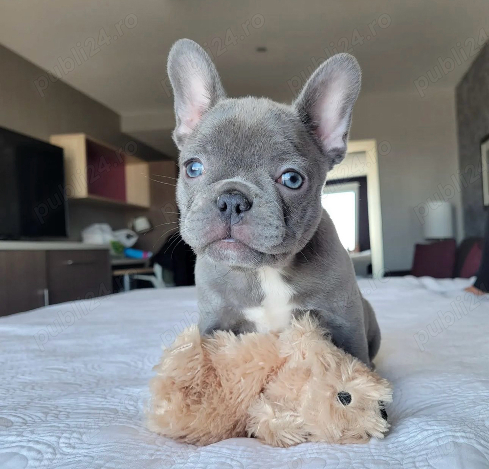 bulldog francez mascul