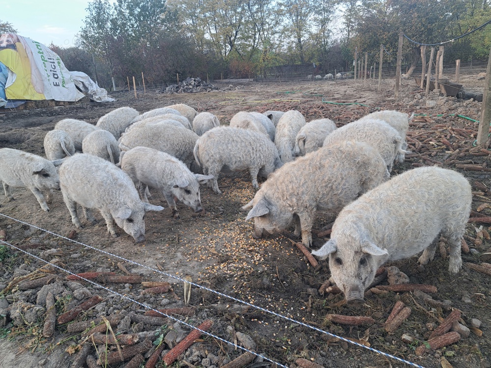 Mangalita rasa pura! Diferite categorii!!!