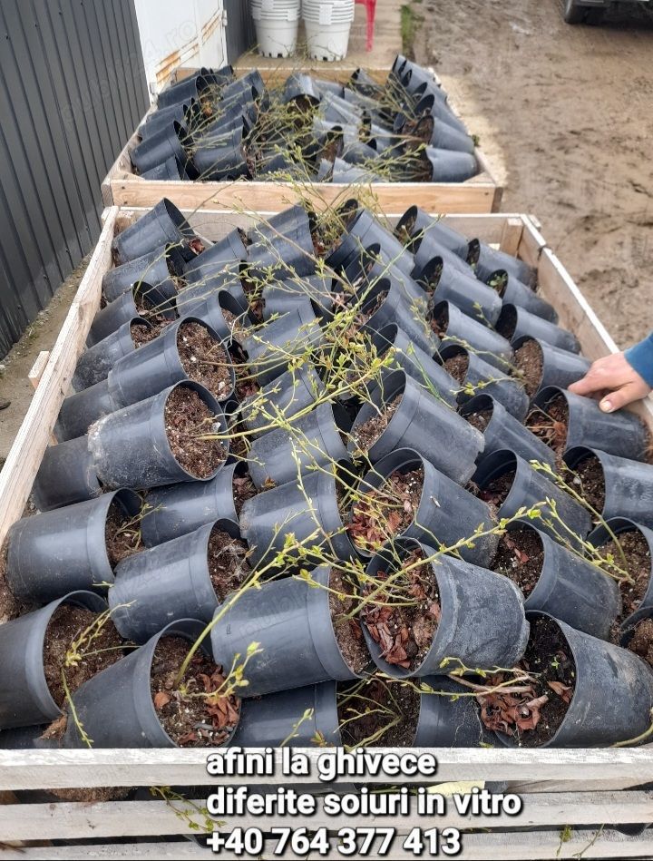 Afini de cultura Duke la ghivece C2 L