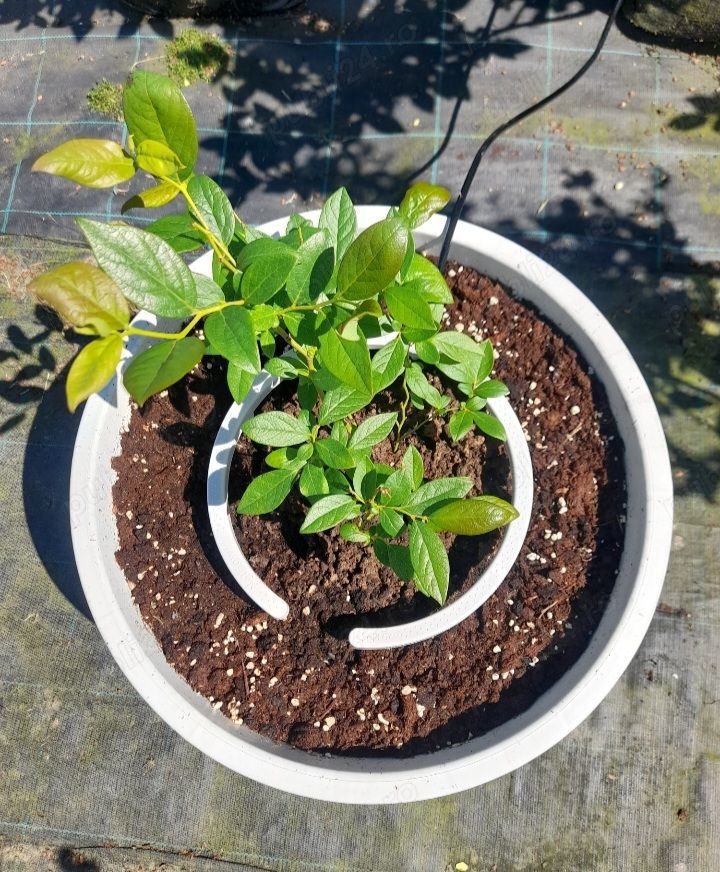 Afini de cultura la ghivece mari 40-65-90 L