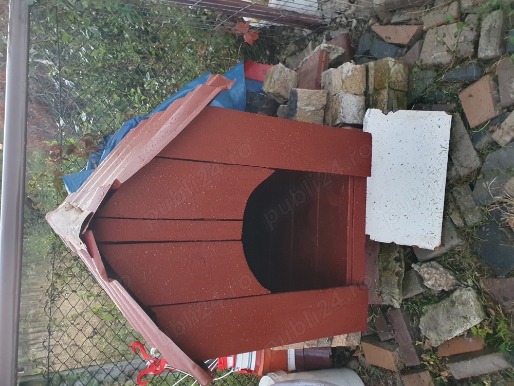 Vînd cuscă pt. cătel