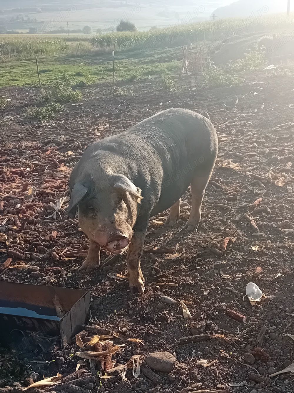 Vier petrean original