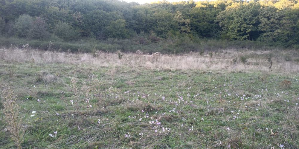 Teren intravilan Floresti