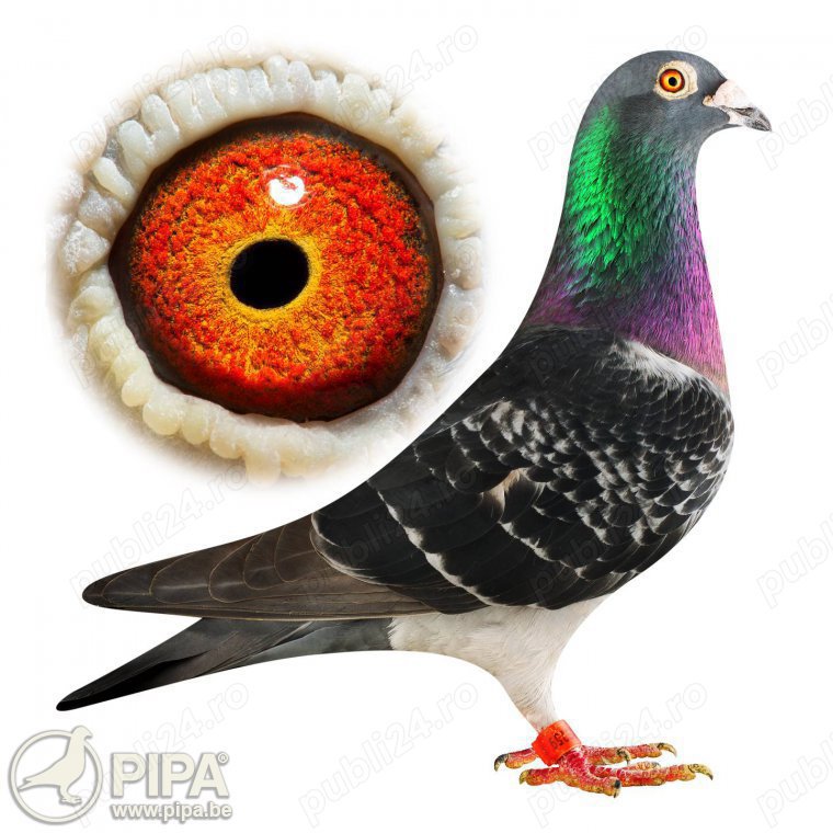 Porumbei voiajori de vânzare 