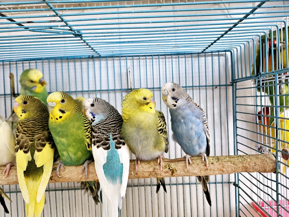 Papagali perusi, tineret, cu colivie si mancare