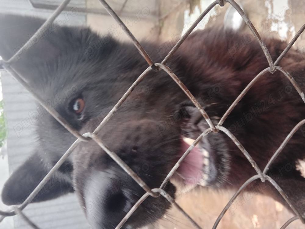 Femela ciobănesc german 