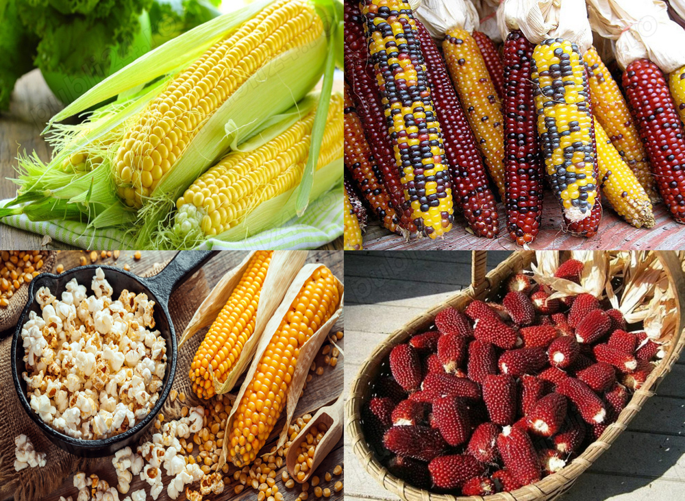 Seminte Porumb mix dulce si floricele multicolor