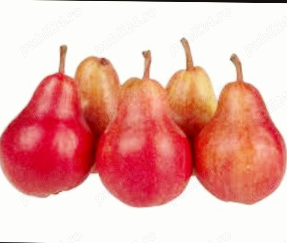 Vand tuica de pere 52 grade. 45 lei