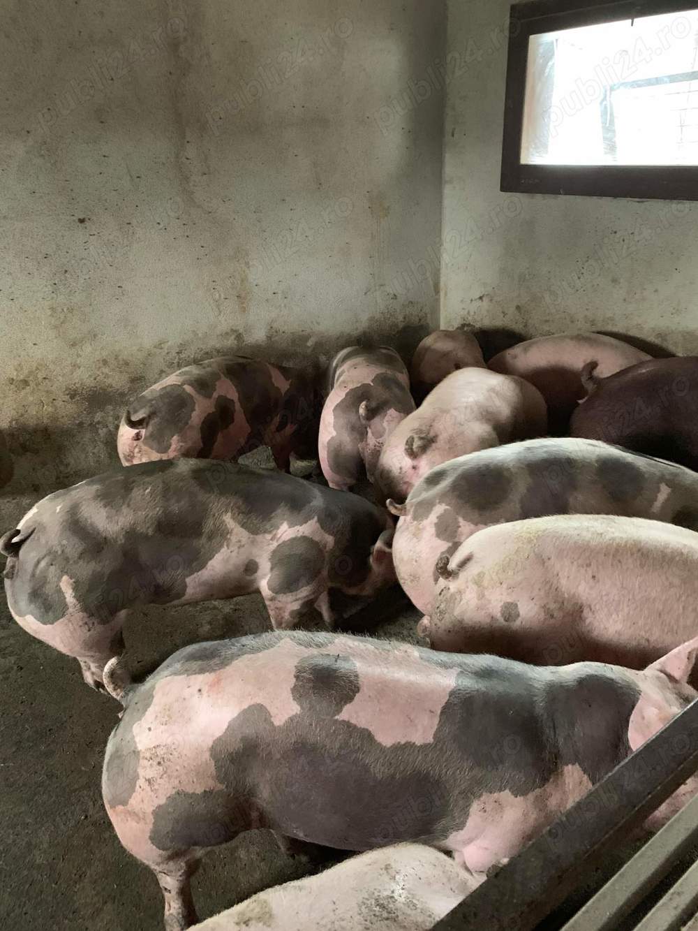 Oferta! Porci de carne rasa pietran