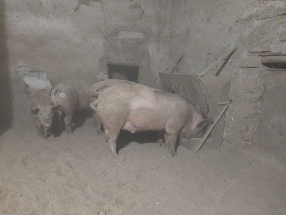 Vand porci Landras 170kg