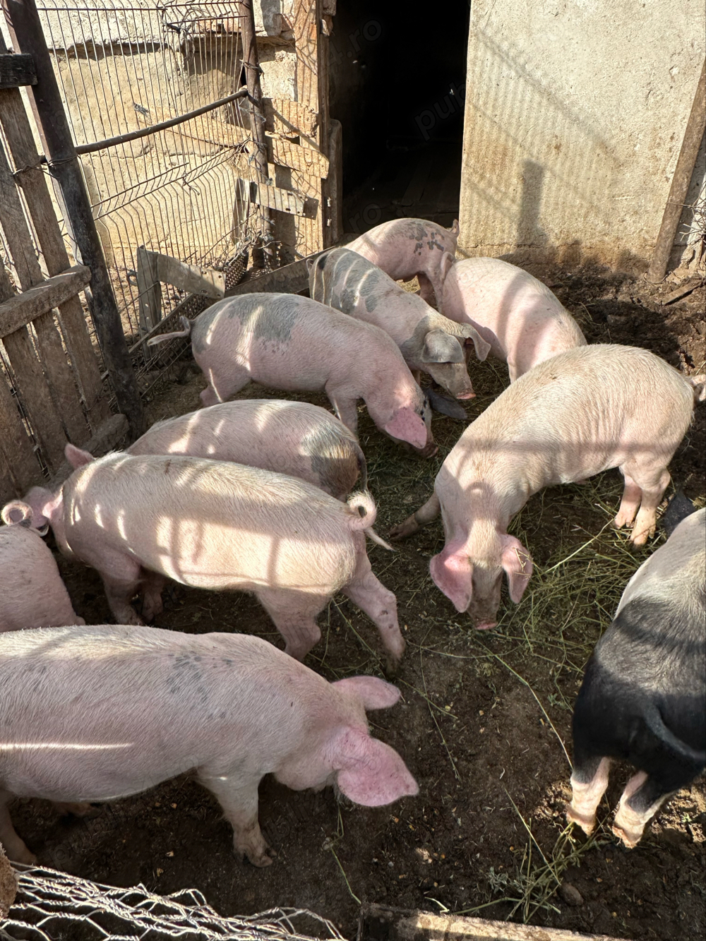 Vand porci mari si mici creacuti la curte