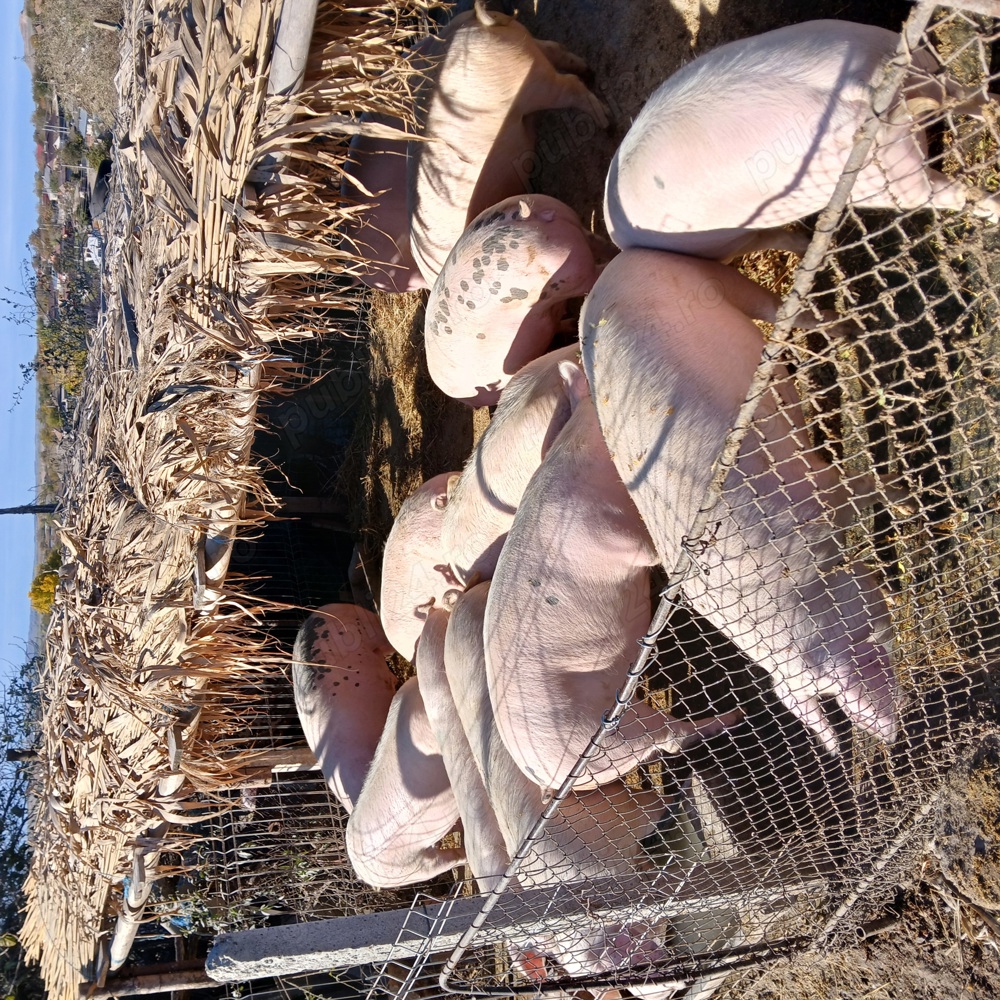 vand porci  vand porci