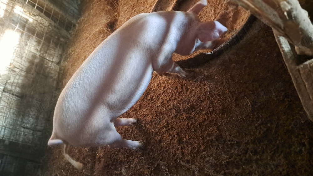 Vand porci, rasă landras