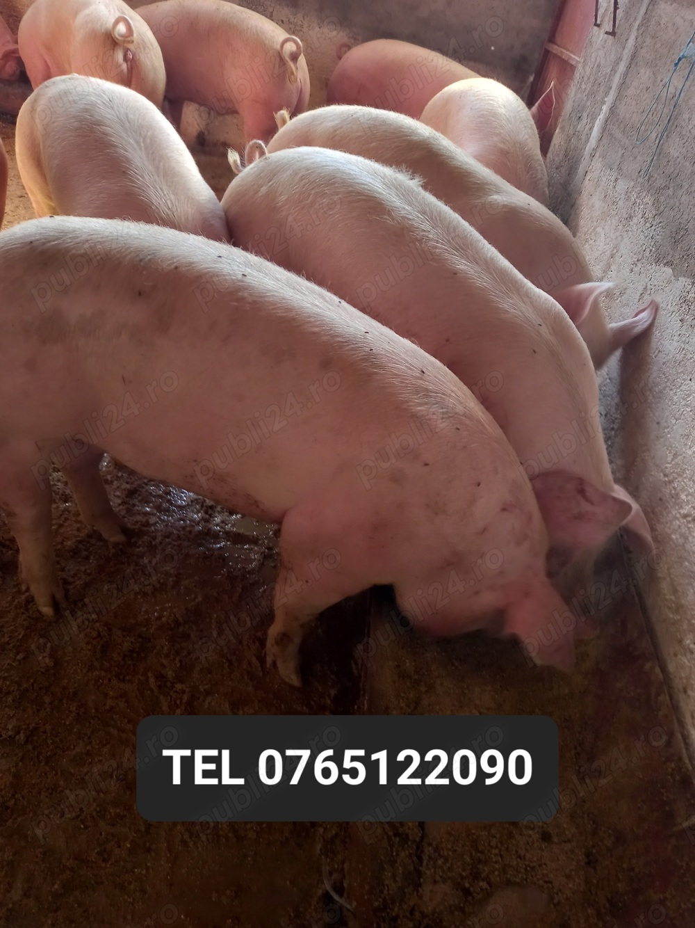 Vand porci de carne Vand porci de carne