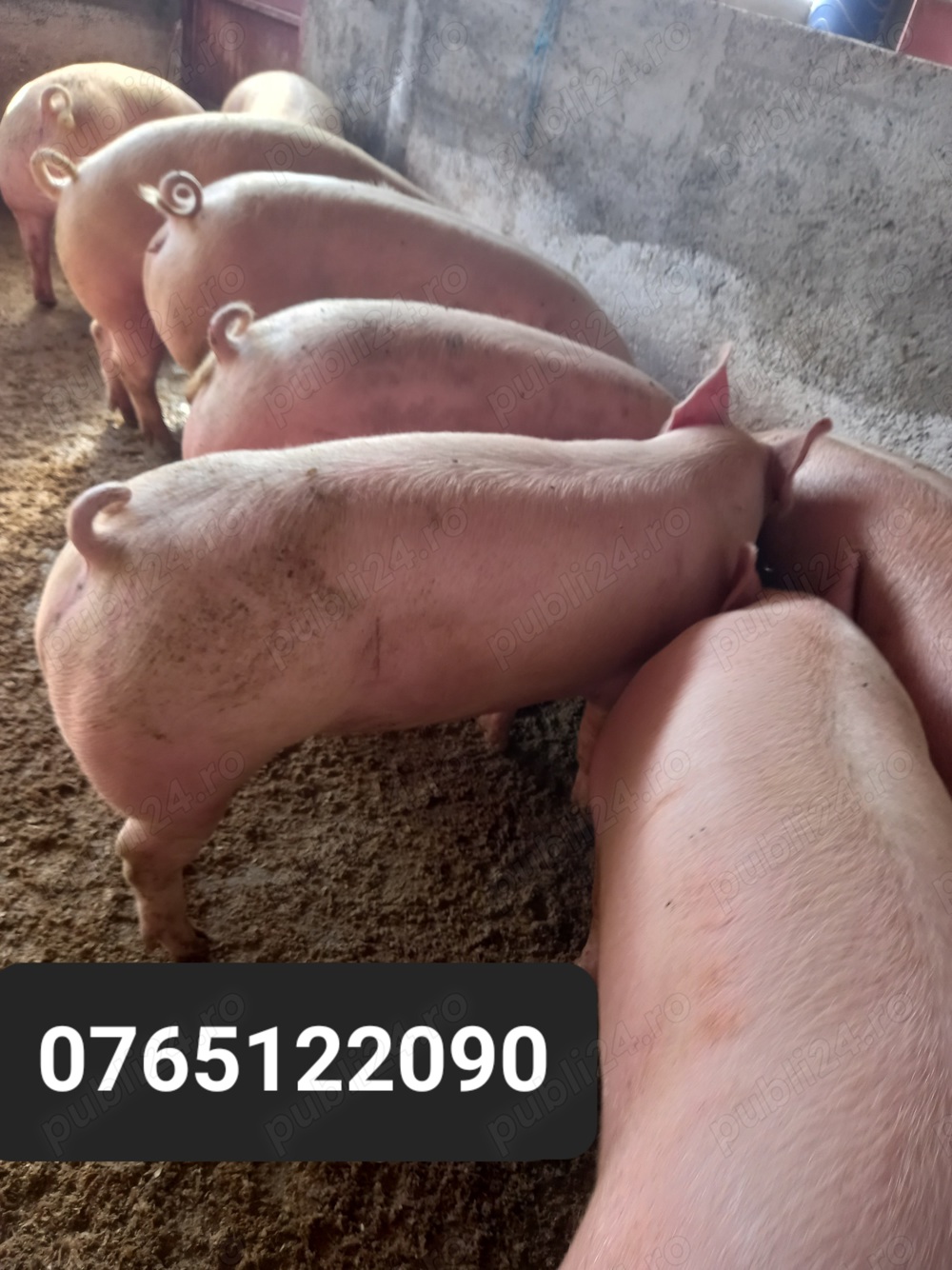 Vand porci de carne  Vand porci de carne